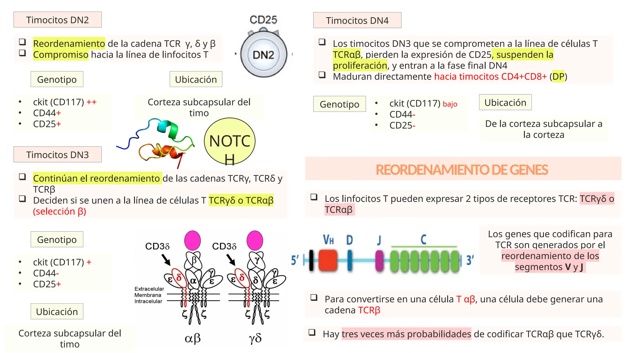 MADURACION DE LINFOCITOS T 2025, CARACTERISTICAS MANEJO | PPTX