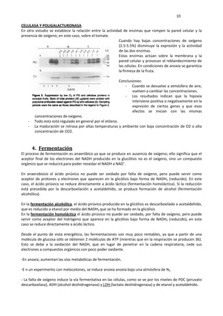     10 
CELULASA Y POLIGALACTURONASA 
En otro estudio se establece la relación entre la actividad de enzimas que rompen la pared celular y la 
presencia de oxígeno; en este caso, sobre el tomate. 
Cuando  hay  bajas  concentraciones  de  oxígeno 
(2.5‐5.5%)  disminuye  la  expresión  y  la  actividad 
de las dos enzimas. 
Estas  enzimas  actúan  sobre  la  membrana  y  la 
pared celular y provocan el reblandecimiento de 
las células. En condiciones de anoxia se garantiza 
la firmeza de la fruta. 
 
Conclusiones: 
‐ Cuando se devuelve a atmósfera de aire, 
vuelven a cambiar las concentraciones. 
‐ Los  resultados  indican  que  la  hipoxia 
interviene positiva o negativamente en la 
expresión  de  ciertos  genes  y  que  esos 
efectos  se  inician  con  las  mismas 
concentraciones de oxígeno. 
‐ Todo esto está regulado en general por el etileno. 
‐ La maduración se retrasa por altas temperaturas y ambiente con baja concentración de O2 o alta 
concentración de CO2. 
 
 
4. Fermentación 
El proceso de fermentación es anaeróbico ya que se produce en ausencia de oxígeno; ello significa que el 
aceptor final de los electrones del NADH producido en la glucólisis no es el oxígeno, sino un compuesto 
orgánico que se reducirá para poder reoxidar el NADH a NAD+
.  
 
En  anaerobiosis  el  ácido  pirúvico  no  puede  ser  oxidado  por  falta  de  oxígeno,  pero  puede  servir  como 
aceptor de protones y electrones que aparecen en la glicólisis bajo forma de NADH2 (reducido). En este 
caso, el ácido pirúvico se reduce directamente a ácido láctico (fermentación homoláctica). Si la reducción 
está  precedida  por  la  descarboxilación  a  acetaldehído,  se  produce  formación  de  alcohol  (fermentación 
alcohólica).  
 
En la fermentación alcohólica, el ácido pirúvico producido en la glicólisis es descarboxilado a acetaldehído, 
que es reducido a etanol por medio del NADH2 que se ha formado en la glicólisis 
En la fermentación homoláctica el ácido pirúvico no puede ser oxidado, por falta de oxígeno, pero puede 
servir como aceptor del hidrógeno que aparece en la glicólisis bajo forma de NADH2 (reducido), en este 
caso se reduce directamente a ácido láctico. 
 
Desde el punto de vista energético, las fermentaciones son muy poco rentables, ya que a partir de una 
molécula de glucosa sólo se obtienen 2 moléculas de ATP (mientras que en la respiración se producen 36). 
Esto  se  debe  a  la  oxidación  del  NADH,  que  en  lugar  de  penetrar  en  la  cadena  respiratoria,  cede  sus 
electrones a compuestos orgánicos con poco poder oxidante.  
 
‐En anoxia, aumentan las vías metabólicas de fermentación. 
 
‐E n un experimento con melocotones, se induce anoxia anoxia bajo una atmósfera de N2. 
 
‐ La falta de oxígeno induce la vía fermentativa en las células, como se ve por los niveles de PDC (piruvato 
descarboxilasa), ADH (alcohol deshidrogenasa) y LDH (lactato deshidrogenasa) y de etanol y acetaldehído. 
 
 