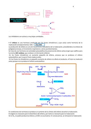     4 
 
Los inhibidores son activos a muy bajas cantidades.     
 
 
  El  etileno  es  una  hormona  producida  por  los  frutos  climatéricos  y  que  actúa  como  hormona  de  la 
maduración (envejecimiento). GAS‐>  CH2=CH2   
La producción de etileno es uno de los primeros indicadores de la maduración, precediendo a la síntesis de 
poligalacturonasas, el incremento respiratorio u otros acontecimientos. 
Se trata de una hormona con actividad autocatalítica (la presencia de etileno activa al gen que codifica para 
la enzima ACC oxidasa, que conduce a la formación etileno). 
‐En  los  frutos  climatéricos  un  aumento  pequeño  de  etileno,  provoca  que  se  produzca  el  etileno 
autocatalítico, por lo que el fruto madura antes. 
‐En los frutos no climatéricos un pequeño aumento de etileno no afecta al producto, el fruto no madurará 
antes porque no se produce el etileno autocatalítico. 
 
 
En condiciones de normoxia se produce un aumento de la síntesis del etileno durante la maduración.  
El oxígeno es necesario para la biosíntesis del etileno, por tanto es necesario para la maduración.  
Sin el O2, no podrá producirse etileno y el ACC se acumularía. En consecuencia, se retrasaría la maduración. 
 