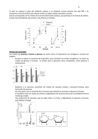     8 
El  valor  se  restaura  si  pasa  del  ambiente  anóxico  a  un  ambiente  normal  durante  tres  días  (NA  +  3), 
recuperan el nivel de etileno que habrían tenido sin haber estado sometidos a anoxia. 
Esto se corresponde con los niveles de la enzima ACO1 (ACC oxidasa), que participa en la síntesis de etileno. 
Cuanta más actividad de esta enzima, más etileno se sintetiza. 
NIVELES DE AZÚCARES 
Los  niveles  de  sacarosa,  fructosa  y  glucosa  no  varían  entre  el  tratamiento  con  nitrógeno  o  normal  con 
oxígeno. 
‐ Aunque se espera un aumento de la glucólisis, para mantener los niveles energéticos, no varían los 
niveles  de  glucosa  y  fructosa,    se  utilizan  para  la  glucolisis  otros  metabolitos,  como  pectinas  o 
ácidos grasos. 
 
 
‐ Respecto  a  la  sacarosa,  aumentan  los  niveles  de  sacarosa  sintasa  y  sacarosa‐P‐sintasa,  para 
formación de sacarosa. 
Por otra parte, hay un aumento de la invertasa que hidroliza la sacarosa en glucosa y fructosa. 
El equilibrio entre los niveles de síntesis y degradación de sacarosa hace que la cantidad de ésta se 
mantenga estable. 
Hay producción de sacarosa, que da sabor dulce a la fruta, y degradación en glucosa y fructosa, 
para obtener energía. 
 
 
 