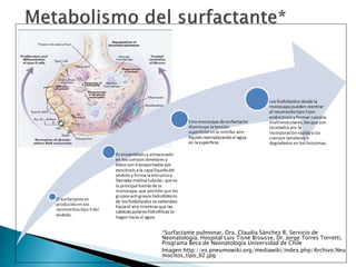*Surfactante pulmonar, Dra. Claudia Sánchez R. Servicio de
Neonatología, Hospital Luis Tisné Brousse, Dr. Jorge Torres Torretti,
Programa Beca de Neonatología Universidad de Chile
Imagen:http://es.pneumowiki.org/mediawiki/index.php/Archivo:Neu
mocitos_tipo_II2.jpg
 
