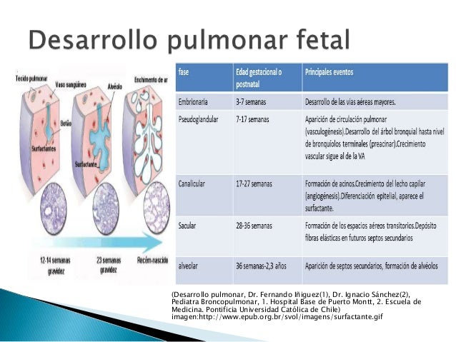 Maduracion pulmonar