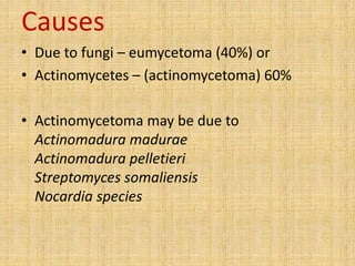 Causes
• Due to fungi – eumycetoma (40%) or
• Actinomycetes – (actinomycetoma) 60%
• Actinomycetoma may be due to
Actinomadura madurae
Actinomadura pelletieri
Streptomyces somaliensis
Nocardia species
 
