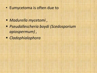 • Eumycetoma is often due to
 Madurella mycetomi ,
 Pseudallescheria boydi (Scedosporium
apiospermum) ,
 Cladophialophora
 