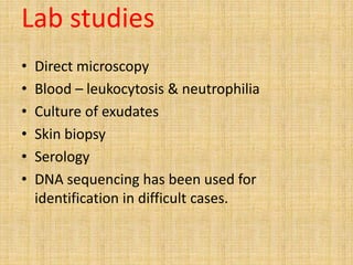 Lab studies
• Direct microscopy
• Blood – leukocytosis & neutrophilia
• Culture of exudates
• Skin biopsy
• Serology
• DNA sequencing has been used for
identification in difficult cases.
 