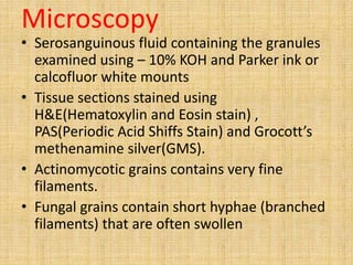 Microscopy
• Serosanguinous fluid containing the granules
examined using – 10% KOH and Parker ink or
calcofluor white mounts
• Tissue sections stained using
H&E(Hematoxylin and Eosin stain) ,
PAS(Periodic Acid Shiffs Stain) and Grocott’s
methenamine silver(GMS).
• Actinomycotic grains contains very fine
filaments.
• Fungal grains contain short hyphae (branched
filaments) that are often swollen
 