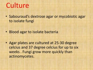 Culture
• Sabouraud’s dextrose agar or mycobiotic agar
to isolate fungi
• Blood agar to isolate bacteria
• Agar plates are cultured at 25-30 degree
celcius and 37 degree celcius for up to six
weeks . Fungi grow more quickly than
actinomycetes.
 