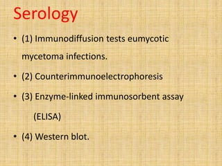 Serology
• (1) Immunodiffusion tests eumycotic
mycetoma infections.
• (2) Counterimmunoelectrophoresis
• (3) Enzyme-linked immunosorbent assay
(ELISA)
• (4) Western blot.
 