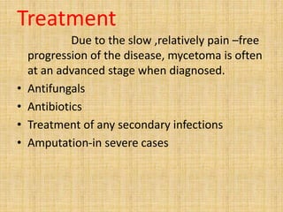 Treatment
Due to the slow ,relatively pain –free
progression of the disease, mycetoma is often
at an advanced stage when diagnosed.
• Antifungals
• Antibiotics
• Treatment of any secondary infections
• Amputation-in severe cases
 