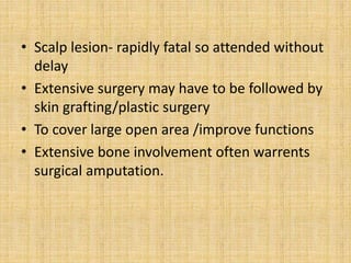 • Scalp lesion- rapidly fatal so attended without
delay
• Extensive surgery may have to be followed by
skin grafting/plastic surgery
• To cover large open area /improve functions
• Extensive bone involvement often warrents
surgical amputation.
 