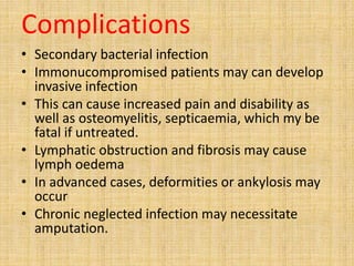 Complications
• Secondary bacterial infection
• Immonucompromised patients may can develop
invasive infection
• This can cause increased pain and disability as
well as osteomyelitis, septicaemia, which my be
fatal if untreated.
• Lymphatic obstruction and fibrosis may cause
lymph oedema
• In advanced cases, deformities or ankylosis may
occur
• Chronic neglected infection may necessitate
amputation.
 