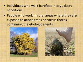 • Individuals who walk barefoot in dry , dusty
conditions
• People who work in rural areas where they are
exposed to acacia trees or cactus thorns
containing the etiologic agents.
 