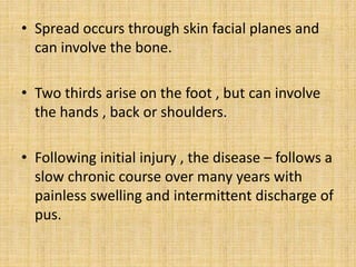 • Spread occurs through skin facial planes and
can involve the bone.
• Two thirds arise on the foot , but can involve
the hands , back or shoulders.
• Following initial injury , the disease – follows a
slow chronic course over many years with
painless swelling and intermittent discharge of
pus.
 