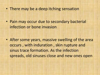 • There may be a deep itching sensation
• Pain may occur due to secondary bacterial
infection or bone invasion
• After some years, massive swelling of the area
occurs , with induration , skin rupture and
sinus trace formation. As the infection
spreads, old sinuses close and new ones open
 