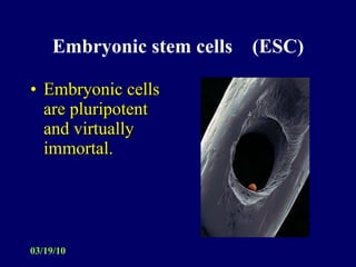 Embryonic stem cells  (ESC) Embryonic cells are pluripotent and virtually immortal. 