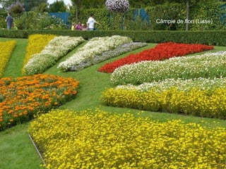 Câmpie de flori (Lisse) 