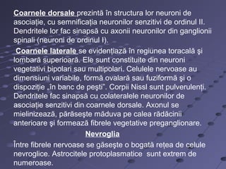 Coarnele dorsale prezintă în structura lor neuroni de
asociaţie, cu semnificaţia neuronilor senzitivi de ordinul II.
Dendritele lor fac sinapsă cu axonii neuronilor din ganglionii
spinali (neuroni de ordinul I).
Coarnele laterale se evidenţiază în regiunea toracală şi
lombară superioară. Ele sunt constituite din neuroni
vegetativi bipolari sau multipolari. Celulele nervoase au
dimensiuni variabile, formă ovalară sau fuziformă şi o
dispoziţie „în banc de peşti”. Corpii Nissl sunt pulverulenţi.
Dendritele fac sinapsă cu colateralele neuronilor de
asociaţie senzitivi din coarnele dorsale. Axonul se
mielinizează, părăseşte măduva pe calea rădăcinii
anterioare şi formează fibrele vegetative preganglionare.
Nevroglia
Între fibrele nervoase se găseşte o bogată reţea de celule
nevroglice. Astrocitele protoplasmatice sunt extrem de
numeroase.
 