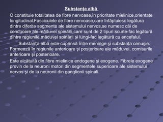 Substanţa albă
O constituie totalitatea de fibre nervoase,în prioritate mielinice,orientate
longitudinal.Fasciculele de fibre nervoase,care înfăptuiesc legătura
dintre diferite segmente ale sistemului nervos,se numesc căi de
conducere ale măduvei spinării,care sunt de 2 tipuri:scurte-fac legătură
dintre regiunile măduvei spinării i lungi-fac legătură cu encefalul.ș
Substan a albă este cuprinsă între meninge şi substanţa cenuşie.ț
Formează în regiunile anterioare şi posterioare ale măduvei, comisurile
anterioare şi posterioare.
Este alcătuită din fibre mielinice endogene şi exogene. Fibrele exogene
provin de la neuroni motori din segmentele superioare ale sistemului
nervos şi de la neuronii din ganglionii spinali.
 