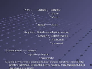 -Nervi-Nervi CranieniCranieni SenzitiviSenzitivi
MotoriMotori
MicstiMicsti
SpinaliSpinali MicstiMicsti
Ganglioni Spinali si omologii lor cranieniGanglioni Spinali si omologii lor cranieni
Vegetativi LaterovertebraliVegetativi Laterovertebrali
PrevisceraliPreviscerali
IntramuraliIntramurali
Sistemul nervos somaticSistemul nervos somatic
vegetativ simpaticvegetativ simpatic
parasimpaticparasimpatic
Sistemul nervos somatic asigura activitatea motorie somatica si sensibilitateaSistemul nervos somatic asigura activitatea motorie somatica si sensibilitatea
senzitivo-senzoriala, iar sistemul nervos vegetativ coordoneaza activitateasenzitivo-senzoriala, iar sistemul nervos vegetativ coordoneaza activitatea
inconstienta a viscerelor.inconstienta a viscerelor.
 