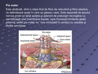 Pia mater
Este alcătuită dintr-o reţea fină de fibre de reticulină şi fibre elastice,
ce delimitează spaţii în care se găsesc vase. Este separată de ţesutul
nervos printr-un strat subţire şi aderent de prelungiri nevroglice cu
semnificaţia unei membrane bazale, care formează limitanta glială
externă; astfel pia mater nu vine niciodată în contact cu celulele şi
fibrele nervoase.
 