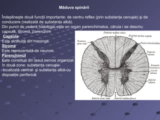 Măduva spinării
Îndeplineşte două funcţii importante: de centru reflex (prin substanţa cenuşie) şi de
conducere (realizată de substanţa albă).
Din punct de vedere histologic este un organ parenchimatos, căruia i se descriu:
capsulă, stromă, parenchim
Capsula
Este alcătuită din meninge.
Stroma
Este reprezentată de neuroni.
Parenchimul
Este constituit din ţesut nervos organizat
în două zone: substanţa cenuşie-
localizată central- şi substanţa albă-cu
dispoziţie periferică.
 