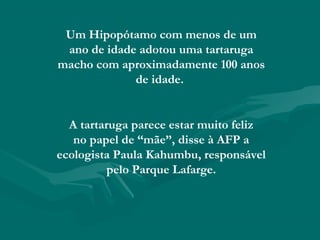 Um Hipopótamo com menos de um
 ano de idade adotou uma tartaruga
macho com aproximadamente 100 anos
             de idade.


  A tartaruga parece estar muito feliz
   no papel de “mãe”, disse à AFP a
ecologista Paula Kahumbu, responsável
          pelo Parque Lafarge.
 