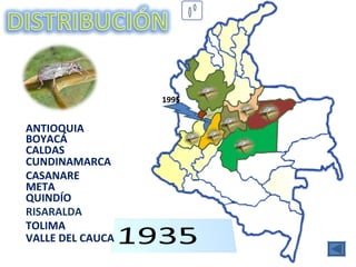 ANTIOQUIA CALDAS META CASANARE BOYACÁ CUNDINAMARCA TOLIMA VALLE DEL CAUCA QUINDÍO 1995 RISARALDA 