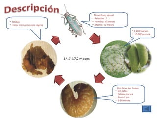 Dimorfismo sexual Relación 1:1  Hembra: 9,5 meses Macho:  12 meses Una larva por huevo Sin patas Cabeza oscura 1mm-2 cm 5-10 meses 30 días Color crema con ojos negros 4.260 huevos 10-90/postura 14,7-17,2 meses 