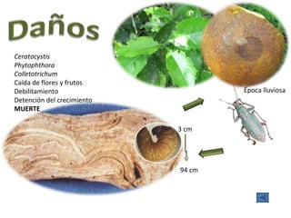 Ceratocystis Phytophthora Colletotrichum Caída de flores y frutos Debilitamiento Detención del crecimiento MUERTE 3 cm 94 cm Época lluviosa 