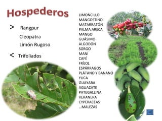 >  Rangpur   Cleopatra   Limón Rugoso <  Trifoliados LIMONCILLO MANGOSTINO MATARRATÓN PALMA ARECA MANGO GUÁSIMO ALGODÓN SORGO MANÍ CAFÉ FRÍJOL ESPÁRRAGOS PLÁTANO Y BANANO YUCA GUAYABA AGUACATE PATEGALLINA VERANERA CYPERACEAS … MALEZAS 