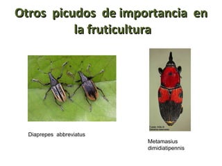 Otros  picudos  de importancia  en  la fruticultura Diaprepes  abbreviatus Metamasius dimidiatipennis 