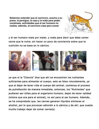 Debemos entender que el carnívoro, acecha a su
presa, la persigue, la caza y la mata para poder
comérsela, actividades que el ser humano no
realiza; además, el carnívoro caza para comer




y el ser humano mata por matar, y mata para decir que debe comer
carne que le nutra; sin hacer un poco de conciencia sobre que la
nutrición no se basa en lo cárnico.




ya que si la “Ciencia” dice que ahí se encuentran los nutrientes
suficientes para alimentar al cuerpo, esto es falso rotundamente, ya
que al dejar de tener vida el cuerpo del animal, comienza el proceso
de putrefacción de manera inmediata, entonces, los “Nutrientes” que
pudieran ser útiles para el organismo humano, dejan de tener calidad
(misma que era para el animal), no así para el ser humano. Además,
se ha comprobado que, las carnes generan líquidos similares al
alcohol, por lo que provocan adicción a lo cárnico y de ahí, que cueste
mucho trabajo dejar de comer carne(s).
 