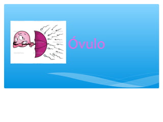 Óvulo
 