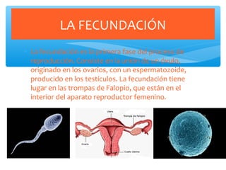 ∗ La fecundación es la primera fase del proceso de
reproducción. Consiste en la unión de un óvulo,
originado en los ovarios, con un espermatozoide,
producido en los testículos. La fecundación tiene
lugar en las trompas de Falopio, que están en el
interior del aparato reproductor femenino.
LA FECUNDACIÓN
 