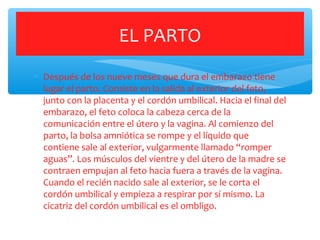 ∗ Después de los nueve meses que dura el embarazo tiene
lugar el parto. Consiste en la salida al exterior del feto,
junto con la placenta y el cordón umbilical. Hacia el final del
embarazo, el feto coloca la cabeza cerca de la
comunicación entre el útero y la vagina. Al comienzo del
parto, la bolsa amniótica se rompe y el líquido que
contiene sale al exterior, vulgarmente llamado “romper
aguas”. Los músculos del vientre y del útero de la madre se
contraen empujan al feto hacia fuera a través de la vagina.
Cuando el recién nacido sale al exterior, se le corta el
cordón umbilical y empieza a respirar por sí mismo. La
cicatriz del cordón umbilical es el ombligo.
EL PARTO
 