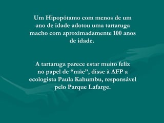 Um Hipopótamo com menos de um ano de idade adotou uma tartaruga macho com aproximadamente 100 anos de idade.  A tartaruga parece estar muito feliz no papel de “mãe”, disse à AFP a ecologista Paula Kahumbu, responsável pelo Parque Lafarge. 