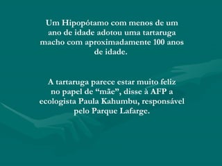 Um Hipopótamo com menos de um ano de idade adotou uma tartaruga macho com aproximadamente 100 anos de idade.  A tartaruga parece estar muito feliz no papel de “mãe”, disse à AFP a ecologista Paula Kahumbu, responsável pelo Parque Lafarge. 
