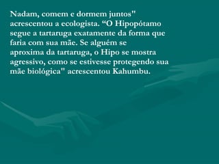 Nadam, comem e dormem juntos" acrescentou a ecologista. “O Hipopótamo segue a tartaruga exatamente da forma que faria com sua mãe. Se alguém se aproxima da tartaruga, o Hipo se mostra agressivo, como se estivesse protegendo sua mãe biológica" acrescentou Kahumbu. 