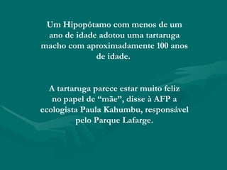 Um Hipopótamo com menos de um ano de idade adotou uma tartaruga macho com aproximadamente 100 anos de idade.  A tartaruga parece estar muito feliz no papel de “mãe”, disse à AFP a ecologista Paula Kahumbu, responsável pelo Parque Lafarge. 