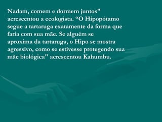 Nadam, comem e dormem juntos" acrescentou a ecologista. “O Hipopótamo segue a tartaruga exatamente da forma que faria com sua mãe. Se alguém se aproxima da tartaruga, o Hipo se mostra agressivo, como se estivesse protegendo sua mãe biológica" acrescentou Kahumbu. 