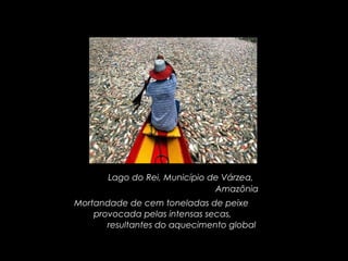 Lago do Rei, Município de Várzea,  Amazônia Mortandade de cem toneladas de peixe  provocada pelas intensas secas,  resultantes do aquecimento global  