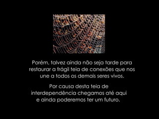Porém, talvez ainda não seja tarde para restaurar a frágil teia de conexões que nos une a todos os demais seres vivos. Por causa desta teia de interdependência chegamos até aqui e ainda poderemos ter um futuro.  