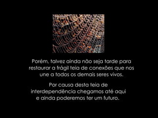 Porém, talvez ainda não seja tarde para restaurar a frágil teia de conexões que nos une a todos os demais seres vivos. Por causa desta teia de interdependência chegamos até aqui e ainda poderemos ter um futuro.  