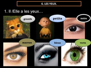 6. LES YEUX. 
1. Il /Elle a les yeux… 
grands petits noirs 
marron bleus verts 
 