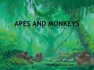 Apes and monkeys 