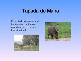 Tapada de Mafra E’ possivel viajar num «mini-train» e observar todos os animais selvagens no seu habitat natural. 