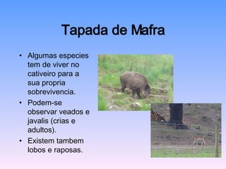 Tapada de Mafra Algumas especies tem de viver no cativeiro para a sua propria sobrevivencia. Podem-se observar veados e javalis (crias e adultos). Existem tambem lobos e raposas. 