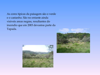 As cores tipicas da paisagem s ã o o verde e o castanho. S ã o no entanto ainda visiveis areas negras, resultantes do incendio que em 2003 devastou parte da Tapada. 