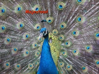 Majestoso!Majestoso!
 