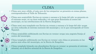 CLIMA
• Clima seco muy cálido, el más seco de los esteparios: se presenta en zonas planas,
correspondientes al Valle de Tehuacán.
• Clima seco semicálido; lluvias en verano y escasas a lo largo del año: se presenta en
el extremo oeste, en un área reducida y en una gran Extensión al centro del
municipio, en las estribaciones de la Sierra Zongolica.
• Clima semi seco templado con lluvias en verano y escasas a lo largo del año: ocupa
un área reducida al extremo noroeste del municipio y en lo que corresponde al Cerro
Tepostel.
• Clima semicálido subhúmedo con lluvias en verano: ocupa una angosta franja al
centro del municipio.
• Clima templado subhúmedo con lluvias en verano: este clima se presenta en las
partes más altas del municipio, en la Sierra de Zongolica.
• Clima templado húmedo con abundantes lluvias en verano: se presenta al extremo
oriental, en el declive oriental de la Sierra de Zongolica.
 